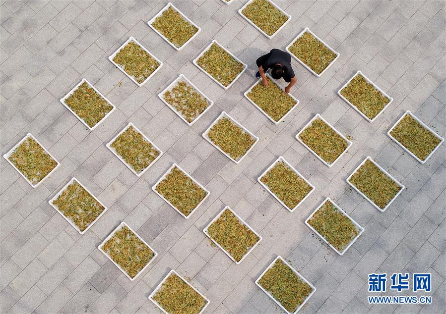 （经济）（1）河北巨鹿：小小金银花 扶贫大产业