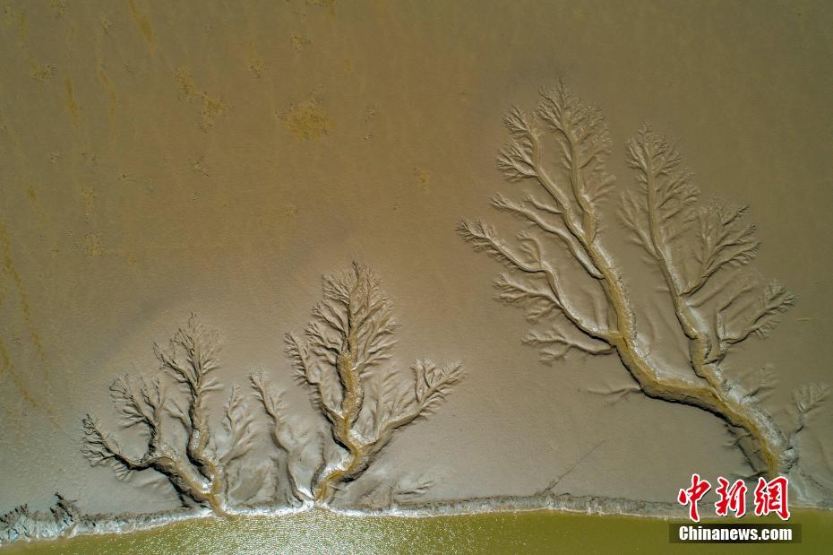 江苏盐城：海滩自然冲刷纹理形如树冠