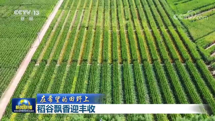 【在希望的田野上】稻谷飘香迎丰收